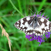 Marbled white