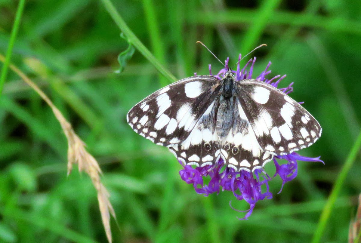 Marbled white