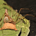 Spiny Theridid spider