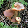 Cortinarius