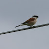 Red-backed Shrike