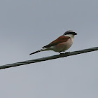 Red-backed Shrike