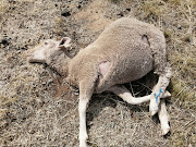 Police in the Eastern Cape have arrested three suspects for stealing sheep.