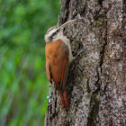 Arapaçu-de-cerrado(Narrow-billed Woodcreeper)