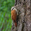 Arapaçu-de-cerrado(Narrow-billed Woodcreeper)