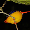 Oriental Dwarf Kingfisher