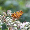 Comma Butterfly