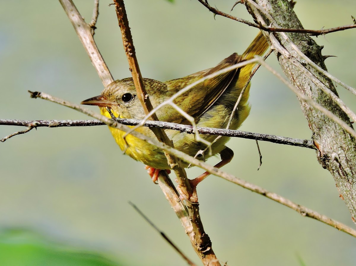 Common yellowthroat female