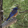 Western Bluebird