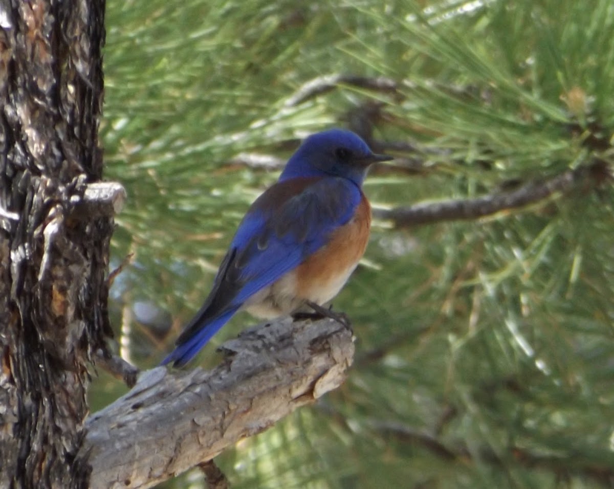 Western Bluebird