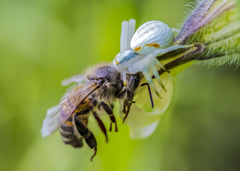 natura spietata di Cinzia_torelli