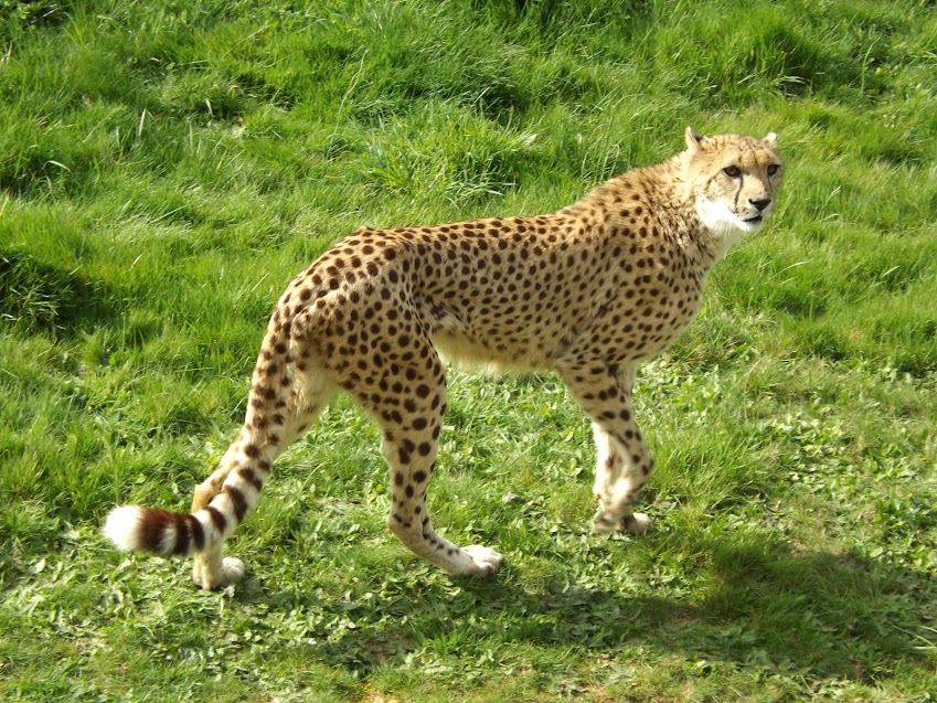 Guépard d'Afrique du Sud, la Boissière du Doré - Tous droits réservés