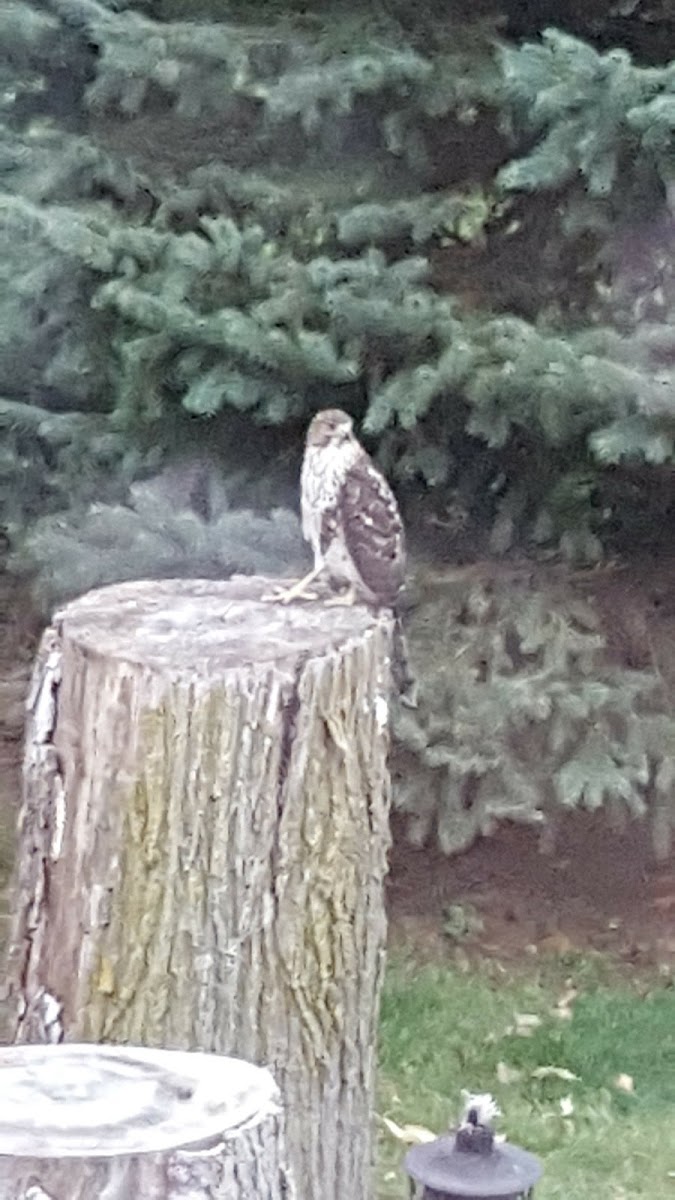 Sharp-shinned hawk