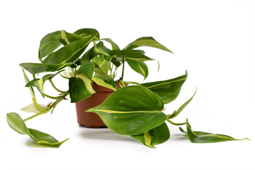 philodendron soorten scandens