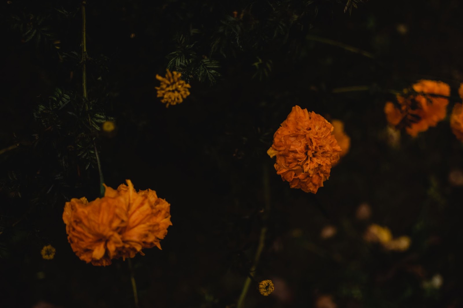 Sobre el cempasúchil, flor de muerto nativa de México - Verde Verde