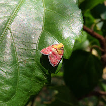 Insects of Papua