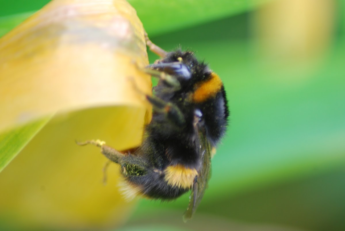 Buff tailed Bumble Bee
