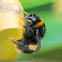 Buff tailed Bumble Bee