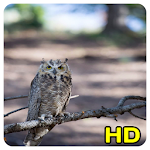 Cover Image of ดาวน์โหลด Owl Wallpaper 1.4 APK