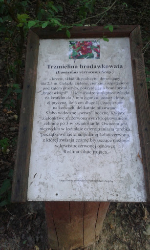 Trzmielina Brodawkowata