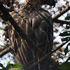 Philippine eagle