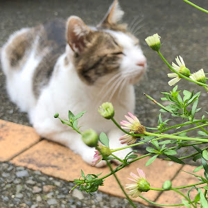 デイズハイウェイスター