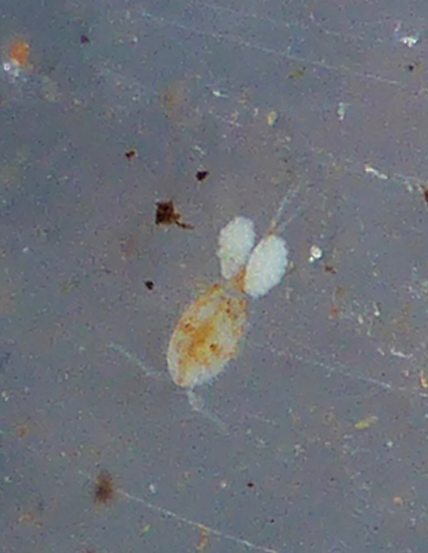 Copepod