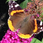 Red Admiral