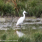 Little Egret