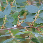 Zelkova sicula (Di Pasquale, Garfi & Quézel, 1992 )