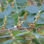 Zelkova sicula (Di Pasquale, Garfi & Quézel, 1992 )