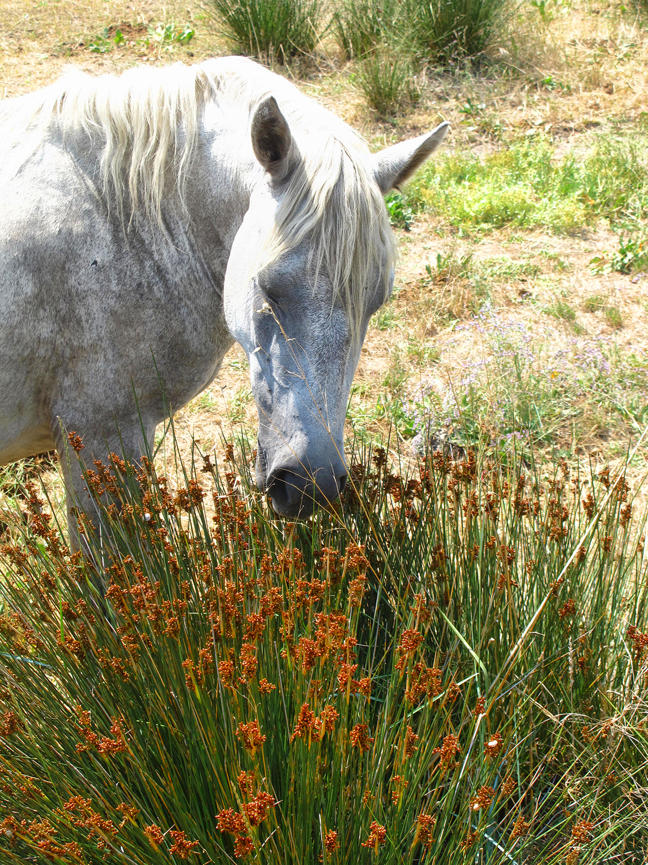 Camargue di Moretti Riccardo