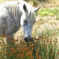 Camargue di 