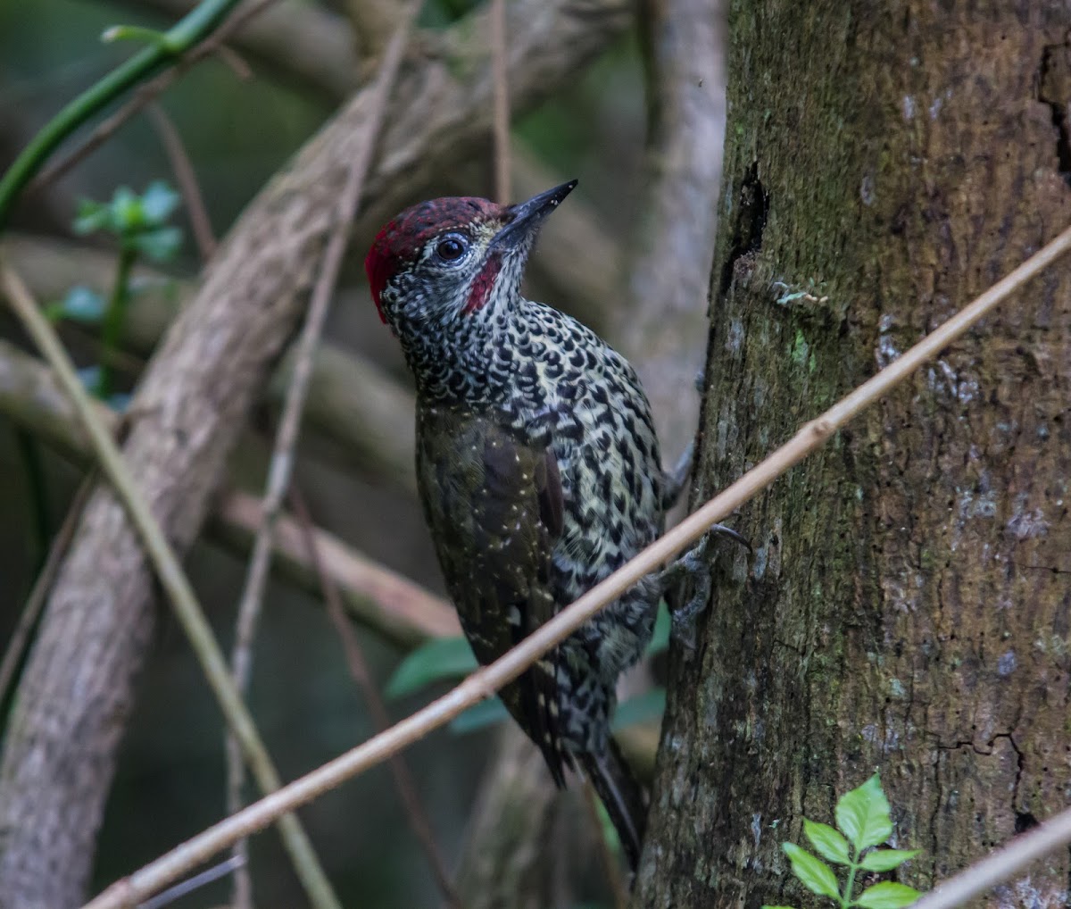 Knysna Woodpecker