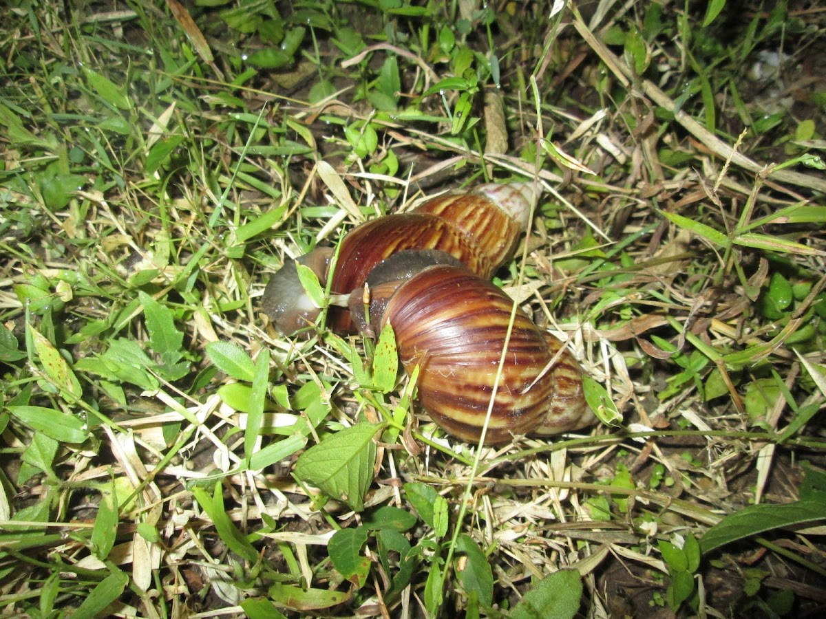 Land Snail Matting