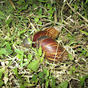 Land Snail Matting