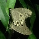 Common Evening Brown (Dry season form)