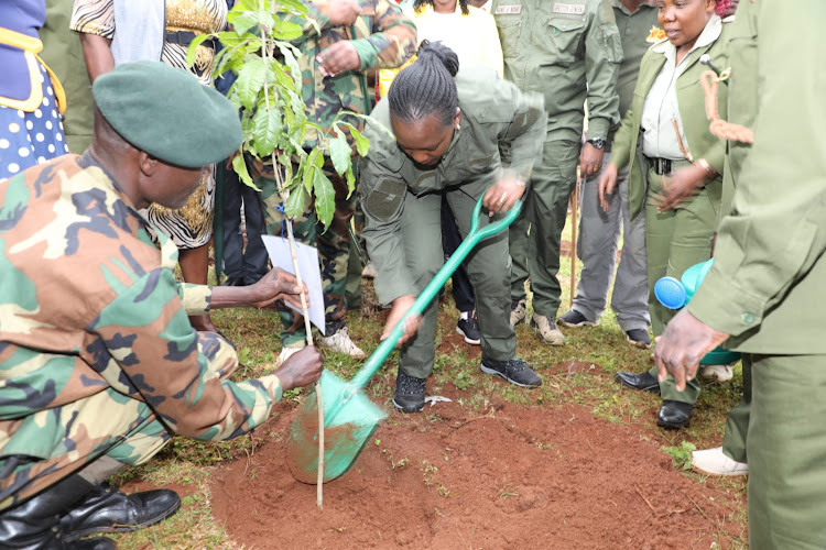 Environment CS Soipan Tuya planting a tree at Cheptais Forest Station in Chepyuk, Mt. Elgon in Bungoma County on July 24, 2023.
