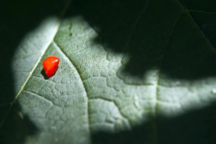 ROSSO BIANCO  VERDE di andyvision