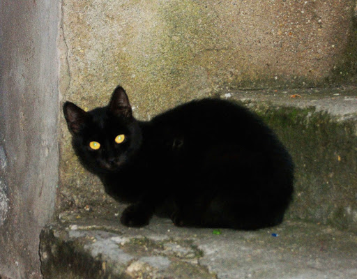 "All cats are black in the dark" di Feder