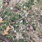 Persian Speedwell