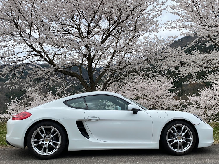 ケイマンのサクラと愛車・桜並木の下で・4月もよろしくお願い致します🌸に関するカスタム事例の投稿画像2枚目
