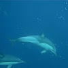 Long-Beaked Common Dolphin