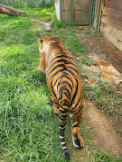 Sheba the tigress has been put down. 