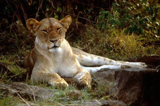 Lioness Picture Credit: Wikimedia Commons