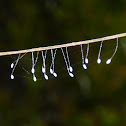 Lacewing Eggs