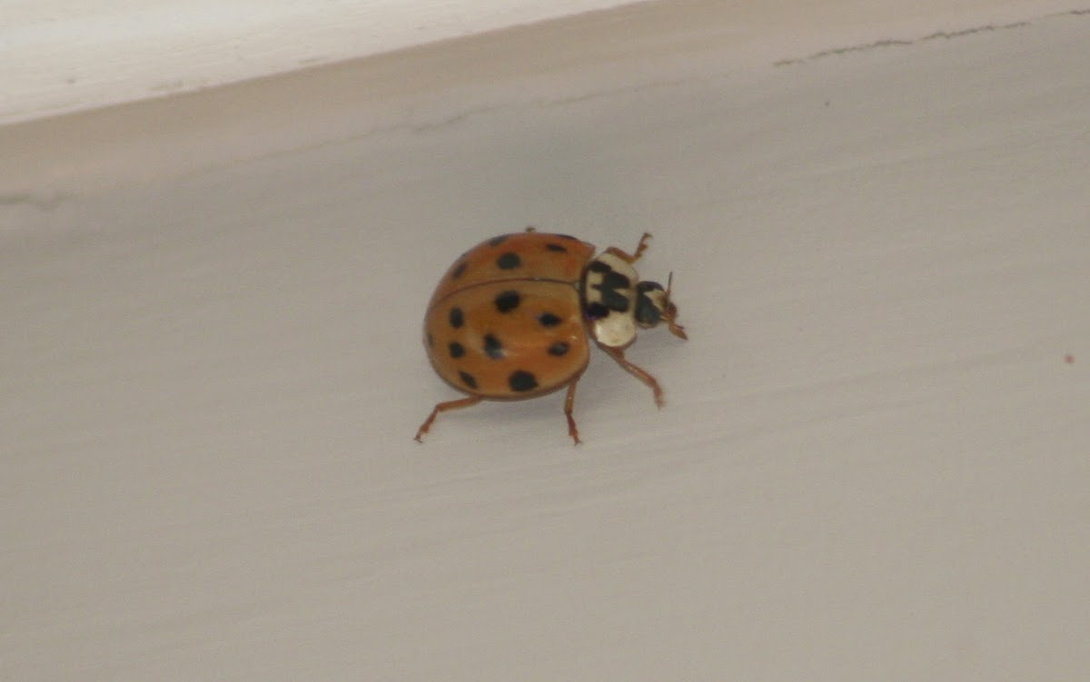 Multicolored Asian Lady Beetle