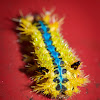 Slug, or cup, moth caterpillar