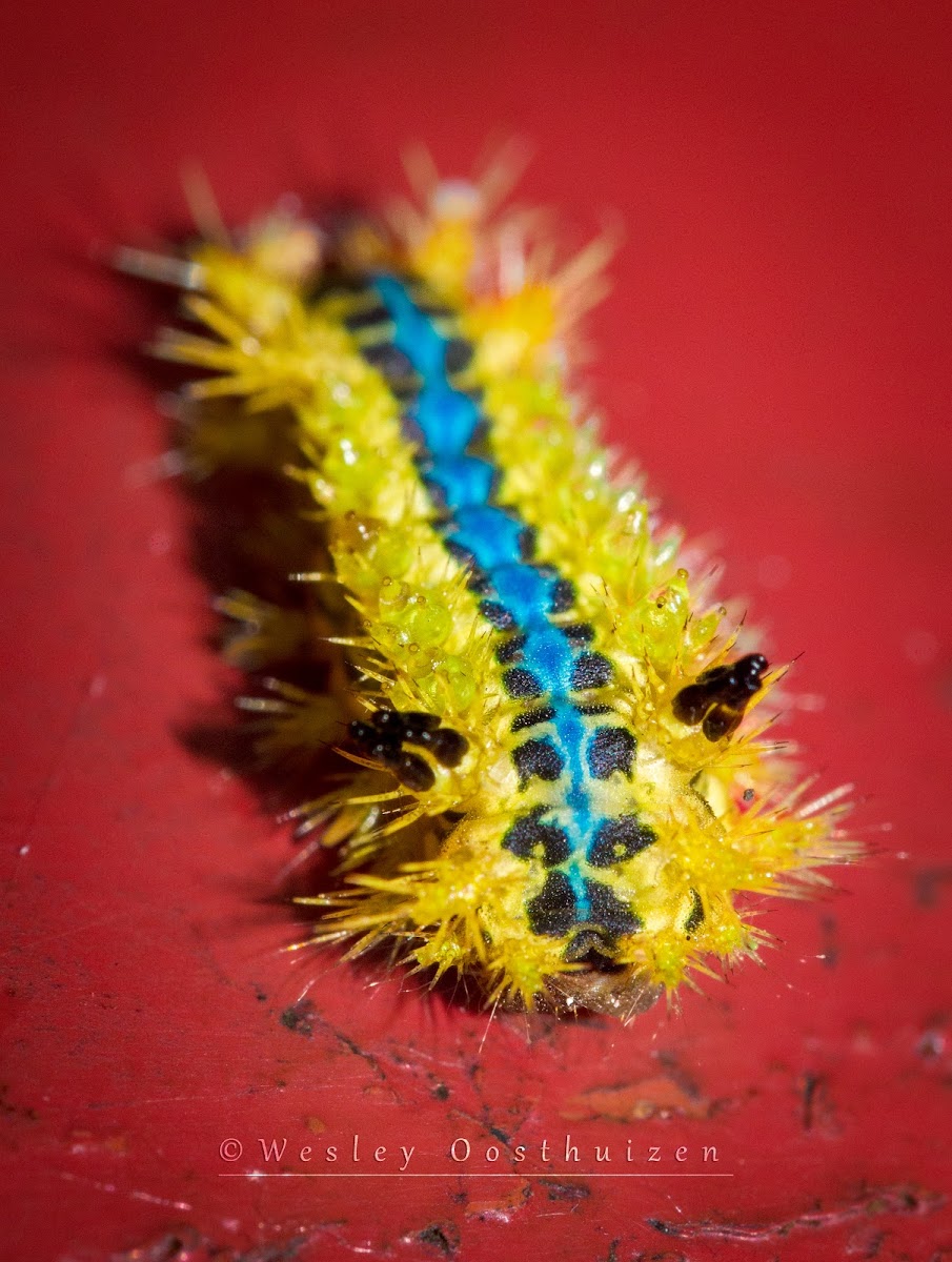 Slug, or cup, moth caterpillar