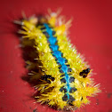 Slug, or cup, moth caterpillar